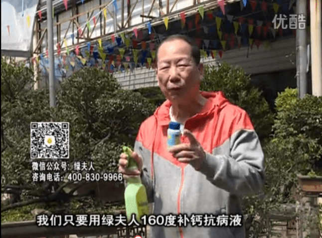 ?20160321珠江臺搖錢樹：盆栽花卉用綠夫人160度補(bǔ)鈣抗病液，低溫陰雨天長勢壯、抗病好