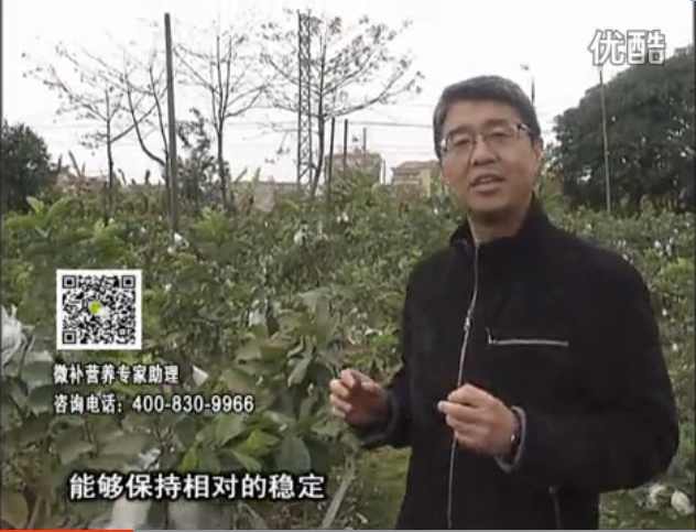 20160328珠江臺搖錢樹：番石榴淋沖微補根力鈣+微補精力，凍后恢復(fù)長勢、促進開花坐果