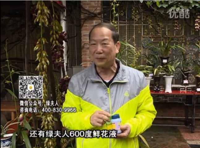 20160404珠江臺搖錢樹：養(yǎng)禾雀花等盆栽，用綠夫人營養(yǎng)液養(yǎng)得好又增色