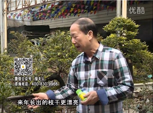 通叔親自體驗(yàn)，盆景凍后用綠夫人營養(yǎng)液抽芽恢復(fù)好