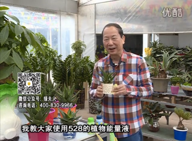 20160425珠江臺搖錢樹：室內(nèi)綠植用綠夫人營養(yǎng)液，補(bǔ)充營養(yǎng)健康又環(huán)保