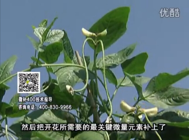 20160502珠江臺(tái)搖錢樹(shù)：雨水天多蔬菜香蕉長(zhǎng)勢(shì)差沒(méi)產(chǎn)量？撒微補(bǔ)倍力促根壯長(zhǎng)勢(shì)