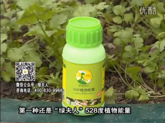 20160502珠江臺搖錢樹：家庭小院種蔬菜，用綠夫人營養(yǎng)液長勢好
