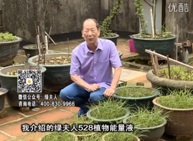 20160509珠江臺搖錢樹：天臺種葉菜用綠夫人營養(yǎng)液，抗病好、長勢綠