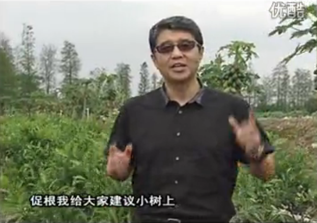 20160509珠江臺搖錢樹：柑橘淋微補根力鈣+精力，噴微補葉面肥，保樹分果好