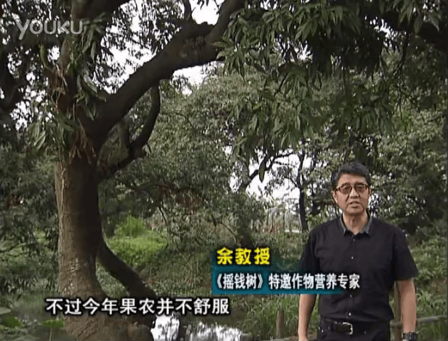 20160523珠江臺搖錢樹：荔枝龍眼用微補方案，膨果好、果硬有品質(zhì)，保樹綠