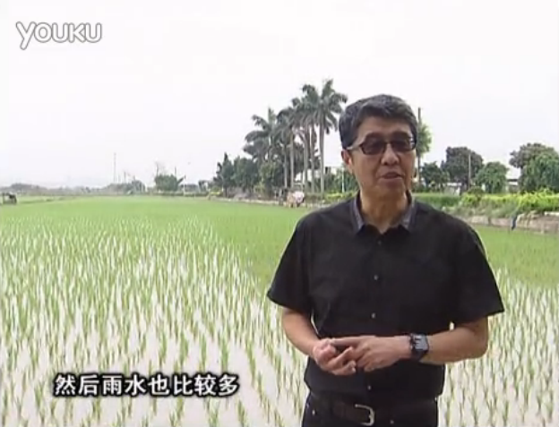 20160530珠江臺搖錢樹：水稻、甘蔗用微補方案，促根壯長勢，提高收益