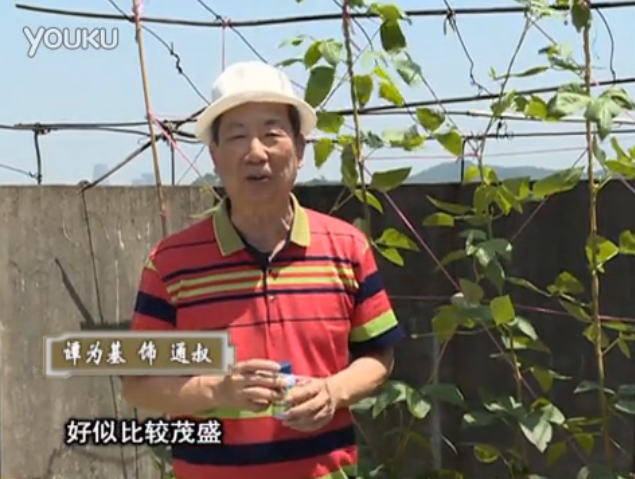 20160530珠江臺搖錢樹：天臺種豆角用綠夫人160度補(bǔ)鈣抗病液，長勢壯，幫助開花坐果