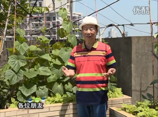 20160606珠江臺搖錢樹：天臺節(jié)瓜想開花坐果好，用綠夫人600度鮮花液，補(bǔ)充營養(yǎng)長瓜靚