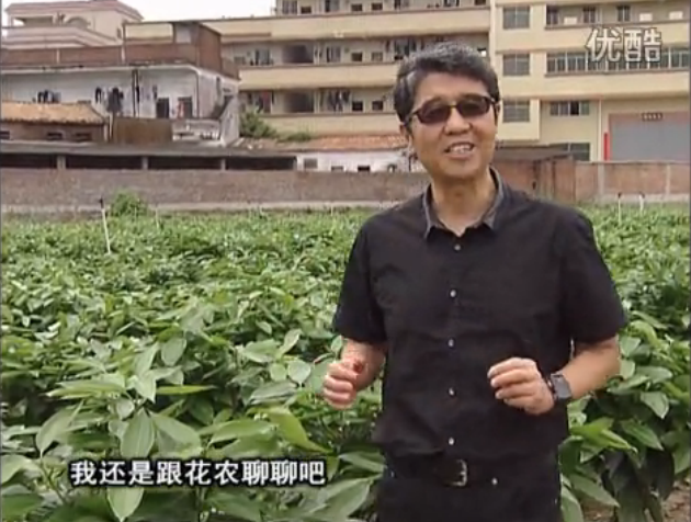20160606珠江臺搖錢樹：觀葉植物用微補(bǔ)方案，壯根提長、保葉抗病好！