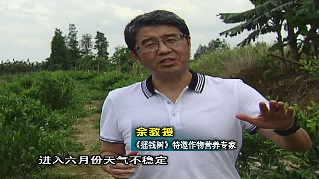 20160613珠江臺搖錢樹：柑橘噴微補蓋力、淋根力鈣，補鈣減少裂果、太陽果、果更硬