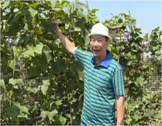 20160620珠江臺搖錢樹：天臺蔬菜用綠夫人營養(yǎng)液，開花坐果好