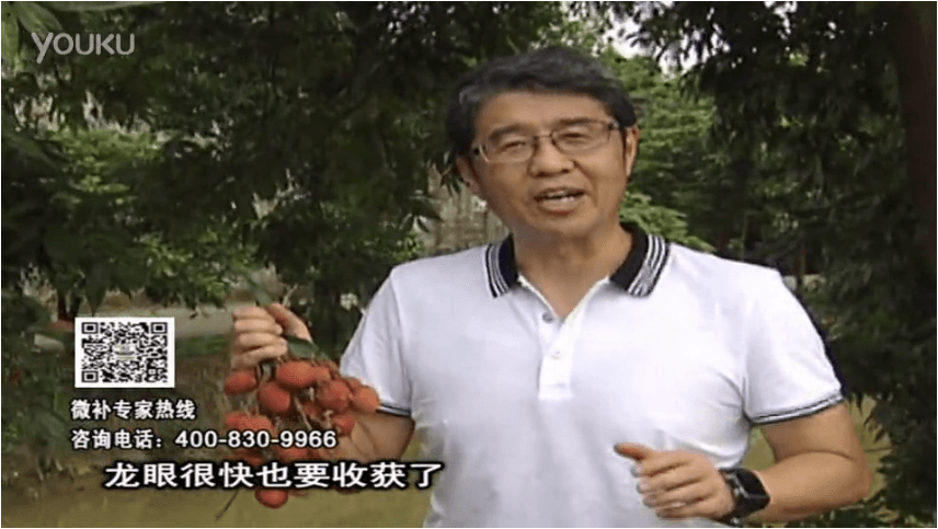 20160627珠江臺搖錢樹：荔枝轉(zhuǎn)色葉噴微補紅果力+蓋力，補充磷鉀鈣，著色增甜果硬