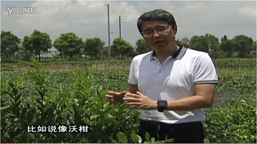 20160627珠江臺搖錢樹：柑橘減少黃葉花葉，淋微補根力鈣+沖力鎂、噴微補碧力