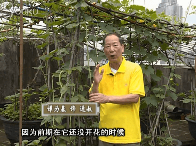 20160627珠江臺搖錢樹：天臺豆角用綠夫人528營養(yǎng)液，開花好結(jié)豆期長