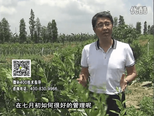 20160704珠江臺搖錢樹：柑橘淋微補根力鈣+沖力鎂+全力，秋梢整齊健壯、梢果同長
