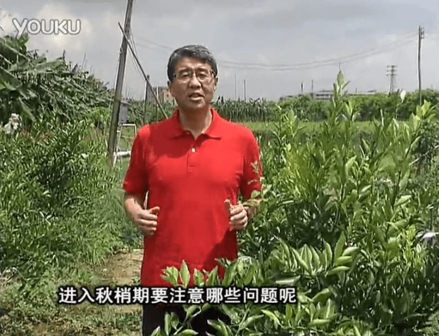 20160711珠江臺搖錢樹：預(yù)防柑橘秋梢發(fā)黃、不轉(zhuǎn)綠，用微補秋梢肥方案