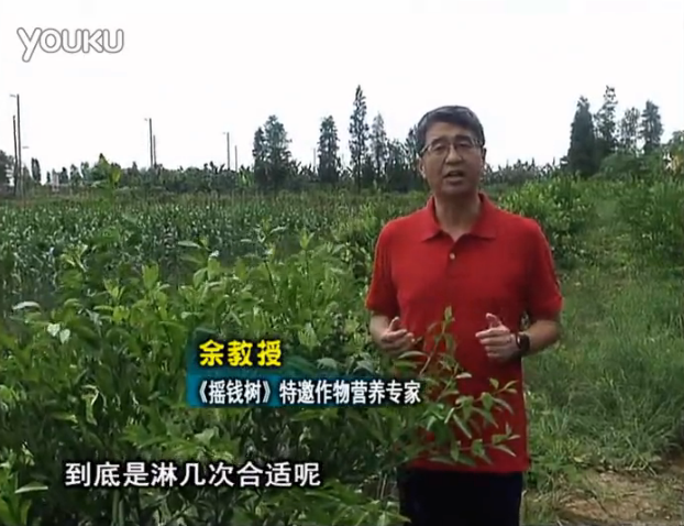 20160718珠江臺搖錢樹：柑橘放新梢怎么淋水肥好？2次微補秋梢整齊健壯