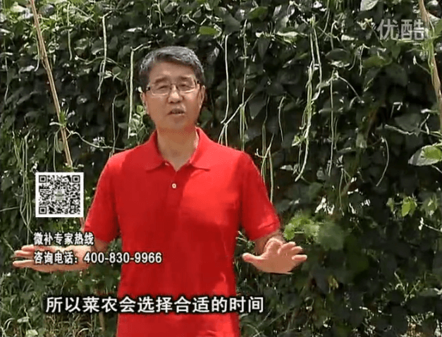 20160718珠江臺(tái)搖錢樹(shù)：瓜果蔬菜用微補(bǔ)水肥方案，結(jié)果多、有產(chǎn)量