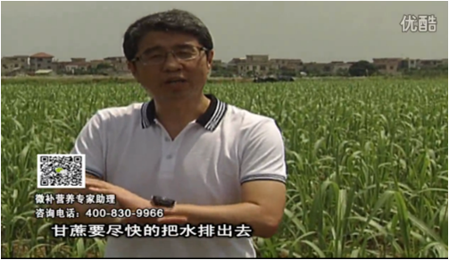 20160620珠江臺搖錢樹：甘蔗雨多漚根？淋微補根力鈣+精力、噴果力+壯力，促根壯長、甘蔗起灰好