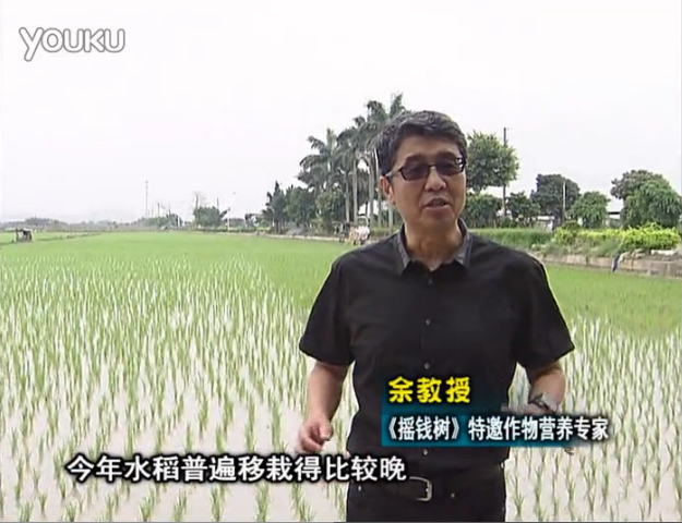 20160530珠江臺搖錢樹：水稻撒微補倍力、噴苗力，返青分蘗好，產(chǎn)量高