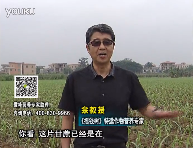 20160530珠江臺搖錢樹：甘蔗促根壯苗長勢好，淋沖微補根力鈣+精力、撒倍力