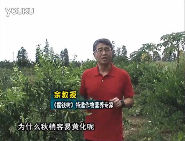 20160725珠江臺搖錢樹：柑橘淋微補調(diào)力，調(diào)酸預(yù)防秋梢黃化、促進果實膨大