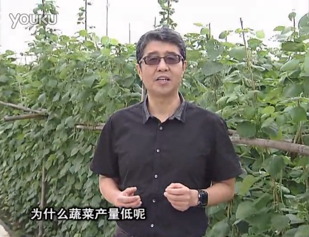 20160502珠江臺(tái)搖錢樹(shù)：雨水天多蔬菜漚根沒(méi)產(chǎn)怎么辦？撒微補(bǔ)倍力，噴花力+果力，提高坐果產(chǎn)量