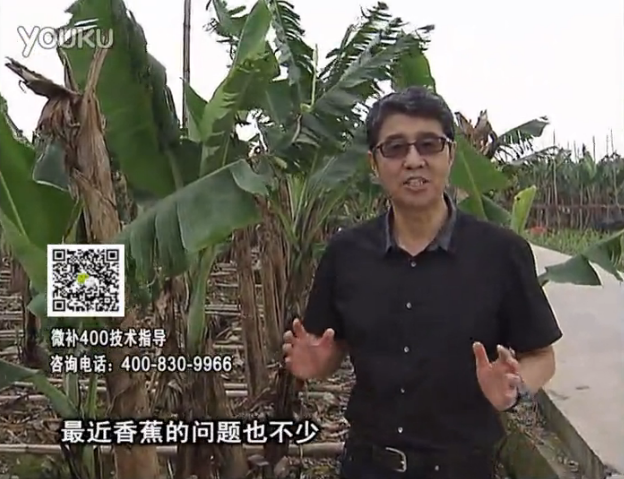 20160502珠江臺搖錢樹：香蕉撒微補倍力、噴果力+碧力，促根保葉、長勢快