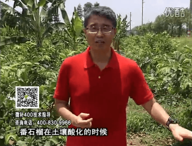 20160808珠江臺搖錢樹：番石榴用微補方案，保葉膨果、增產(chǎn)品質(zhì)高