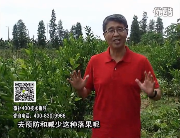 20160808珠江臺搖錢樹：柑橘噴微補碧力+壯力或蓋力，預(yù)防減少缺鎂落果，果硬膨大好