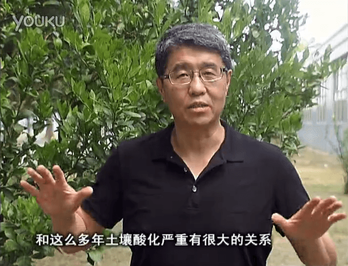 20160905珠江臺搖錢樹：柑橘秋風(fēng)一吹就黃，調(diào)酸淋沖微補調(diào)力是關(guān)鍵，同時保樹膨果