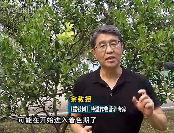 20160912珠江臺搖錢樹：柑橘用微補方案，果實著色好，提前促花、預(yù)防落果