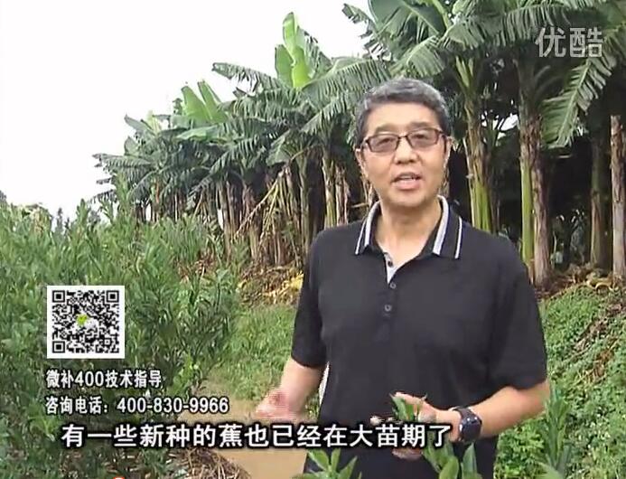 20160919珠江臺(tái)搖錢(qián)樹(shù)：香蕉淋微補(bǔ)根力鈣+沖力或撒倍力，噴果力+碧力，保葉膨蕉壯長(zhǎng)