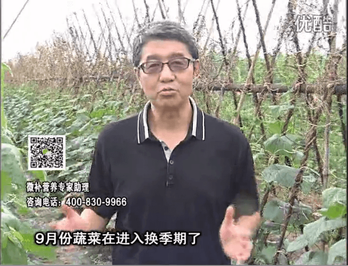 20160926珠江臺(tái)搖錢樹(shù)：換季蔬菜淋根力鈣精力促根壯長(zhǎng)，淋微補(bǔ)調(diào)力調(diào)酸減少病害