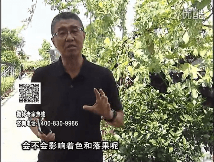 20161010珠江臺搖錢樹：柑橘葉噴微補(bǔ)花力+碧力，提前促花、減少梢葉黃