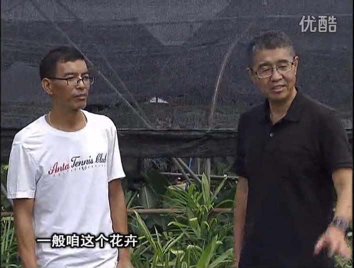 20161010珠江臺搖錢樹：盆栽花卉促根多，長勢青綠
