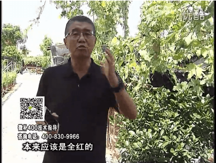 珠江臺搖錢樹：柑橘著色葉噴紅果力，著色均勻增甜增重