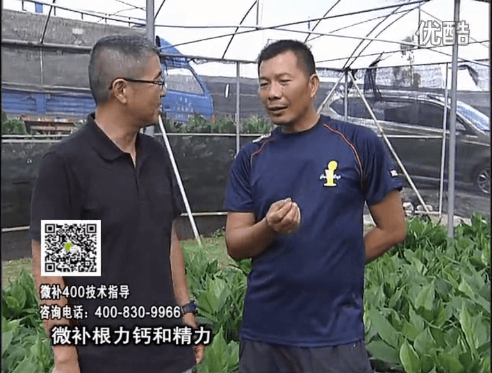 珠江臺搖錢樹：盆栽綠植澆施微補(bǔ)根力鈣+精力，促根多長勢青綠