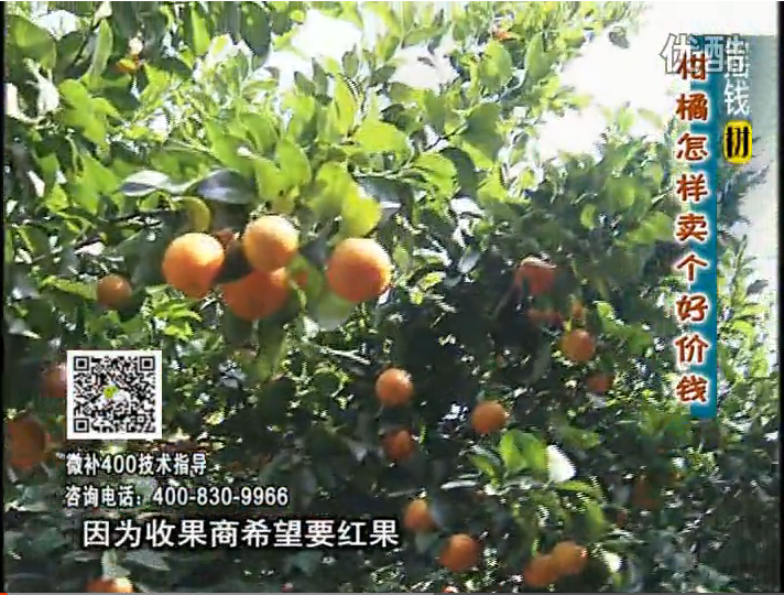 20161107珠江臺搖錢樹：柑橘噴施微補(bǔ)紅果力、蓋力，增甜增重賣價高