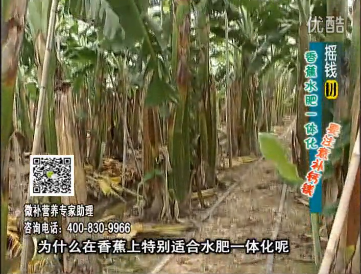 20161107珠江臺(tái)搖錢(qián)樹(shù)：香蕉水肥一體化，用微補(bǔ)方案科學(xué)施肥