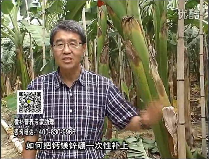 20161121珠江臺(tái)搖錢(qián)樹(shù)：香蕉撒施微補(bǔ)倍力，促根壯長(zhǎng)、預(yù)防黃葉、提高產(chǎn)量