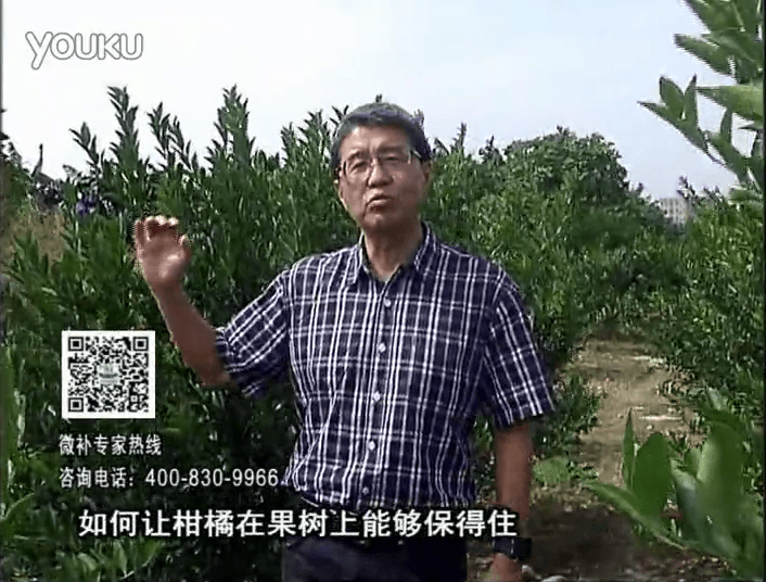 20161128珠江臺搖錢樹：柑橘噴微補(bǔ)蓋力、碧力，低溫抗凍，果掛得住，預(yù)防減少采前落果