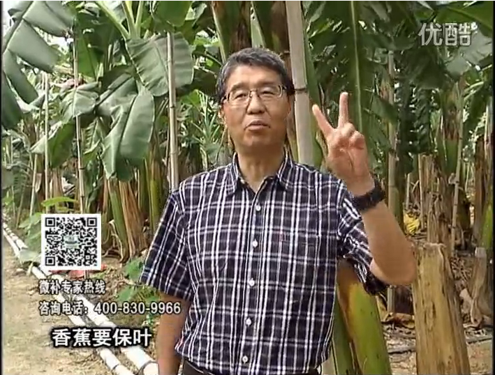 20161128珠江臺(tái)搖錢(qián)樹(shù)：香蕉用微補(bǔ)方案，預(yù)防減少黃葉、抽蕾膨蕉好