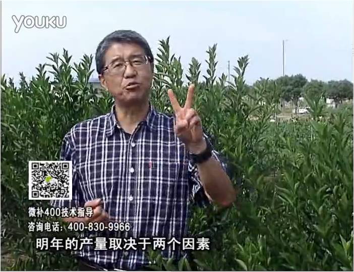 20161205珠江臺搖錢樹：柑橘噴施微補(bǔ)花力+碧力、下因迪樂有機(jī)肥，促花恢復(fù)長勢好