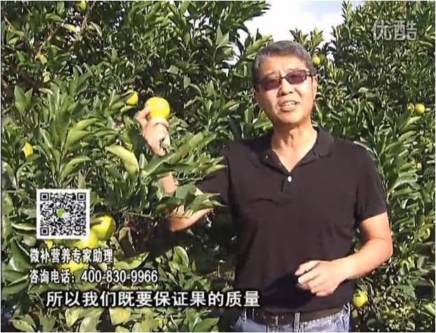 20161212珠江臺搖錢樹：紅江橙淋微補(bǔ)根力鈣+沖力，噴紅果力，樹勢壯，果品質(zhì)好