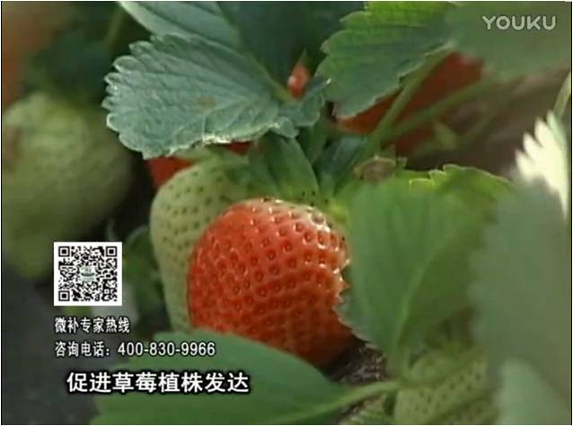 20161219珠江臺(tái)搖錢樹：草莓如何壯長(zhǎng)、果大品質(zhì)高？
