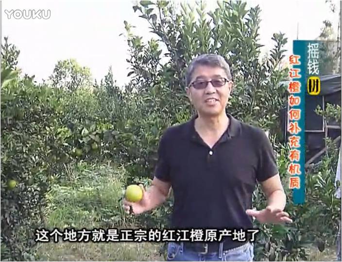 20161219珠江臺搖錢樹：紅江橙用微補(bǔ)方案，裂果少、樹勢好