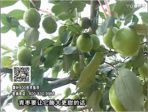 20161226珠江臺(tái)搖錢樹：青棗用微補(bǔ)方案，健壯長(zhǎng)勢(shì)，提高來花坐果