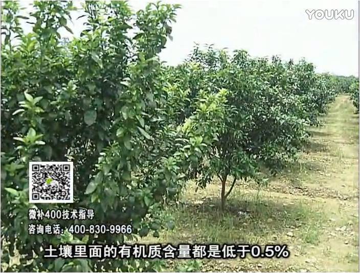 20161226珠江臺搖錢樹：柑橘噴微補(bǔ)蓋力防霜凍果、采后促花恢復(fù)樹勢撒微補(bǔ)倍力+有機(jī)肥